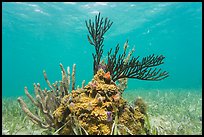 Coral and seagrass, Garden Key. Dry Tortugas National Park ( color)