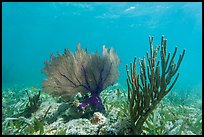 Fan coral and Sea Rod, Garden Key. Dry Tortugas National Park, Florida, USA. (color)