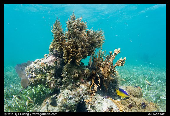 Sea Plume Corals and juvenile Cocoa Damsel, Garden Key. Dry Tortugas National Park (color)