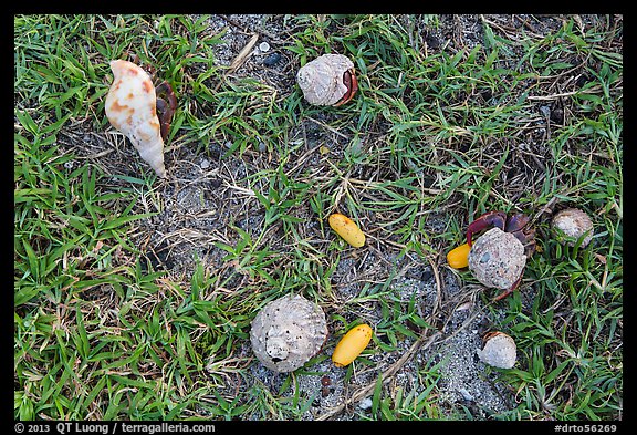 Hermit crabs and palm tree nuts. Dry Tortugas National Park (color)