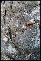 Hermit crabs at the base of palm tree, Garden Key. Dry Tortugas National Park, Florida, USA. (color)
