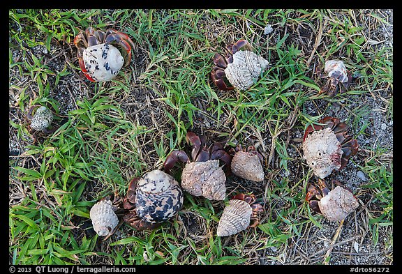 Cluster of hermit crabs on grassy area, Garden Key. Dry Tortugas National Park (color)