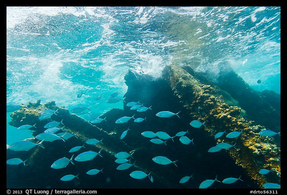 School of Bermuda Chubs, Avanti wreck, and surge. Dry Tortugas National Park (color)