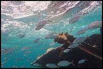 Fish around Windjammer wreck. Dry Tortugas National Park, Florida, USA. (color)