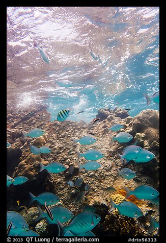 Tropical fish around Avanti wreck. Dry Tortugas National Park (color)