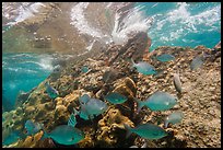 Fish, Windjammer Wreck, and surge. Dry Tortugas National Park, Florida, USA. (color)