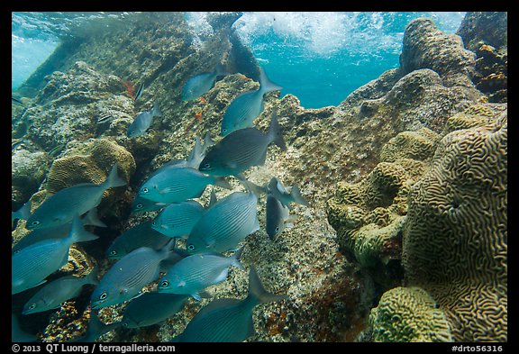Bermuda Chubs and brain coral, Avanti wreck. Dry Tortugas National Park, Florida, USA.