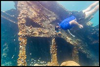 Free diver exploring Windjammer Wreck. Dry Tortugas National Park ( color)