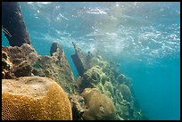 Brain coral on Avanti wreck. Dry Tortugas National Park, Florida, USA. (color)