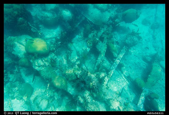 Coral and Windjammer Wreck. Dry Tortugas National Park, Florida, USA.