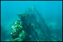 Sunken wreck of Avanti. Dry Tortugas National Park ( color)