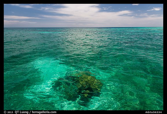 Coral head and ocean, Loggerhead Key. Dry Tortugas National Park (color)
