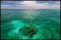 Coral head and ocean, Loggerhead Key. Dry Tortugas National Park, Florida, USA. (color)