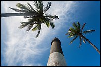 Looking up palm trees and Loggerhead Lighthouse. Dry Tortugas National Park, Florida, USA. (color)