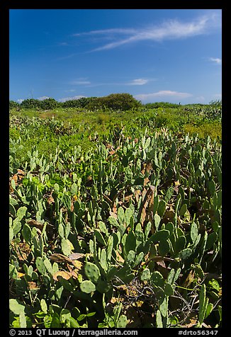 Cactus and geiger trees, Loggerhead Key. Dry Tortugas National Park (color)