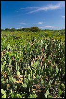 Cactus and geiger trees, Loggerhead Key. Dry Tortugas National Park ( color)