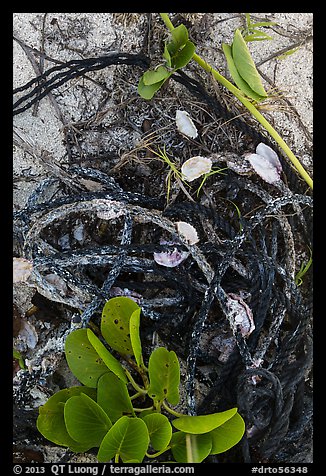 Marine ropes and mussels, Loggerhead Key. Dry Tortugas National Park, Florida, USA.