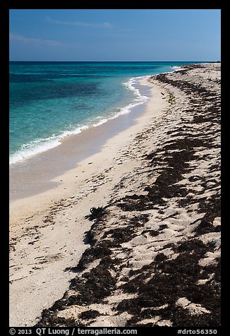 Beached seagrass and shoreline, Loggerhead Key. Dry Tortugas National Park, Florida, USA.