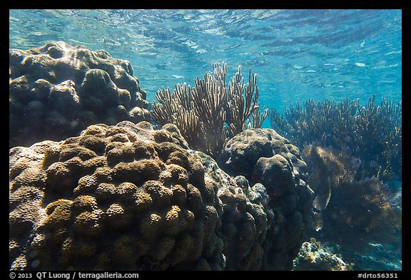 Coral in shallow reef, Little Africa, Loggerhead Key. Dry Tortugas National Park (color)