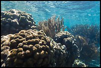 Coral in shallow reef, Little Africa, Loggerhead Key. Dry Tortugas National Park, Florida, USA. (color)