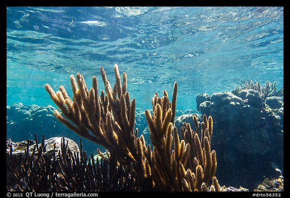Soft coral, Little Africa, Loggerhead Key. Dry Tortugas National Park, Florida, USA.