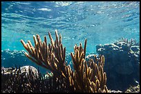 Soft coral, Little Africa, Loggerhead Key. Dry Tortugas National Park, Florida, USA. (color)