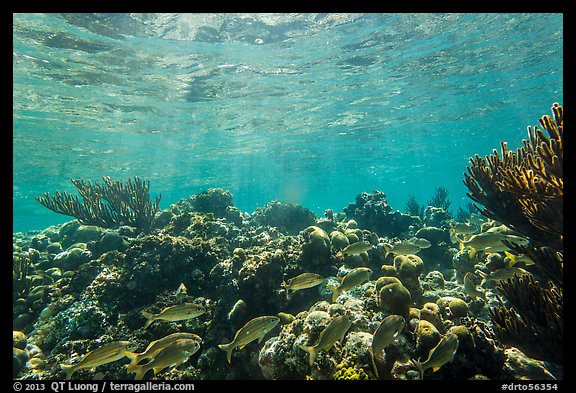 Fish and coral reef, Little Africa, Loggerhead Key. Dry Tortugas National Park (color)