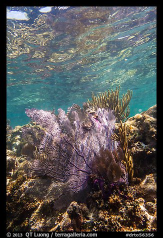 Fan coral, Little Africa, Loggerhead Key. Dry Tortugas National Park, Florida, USA.