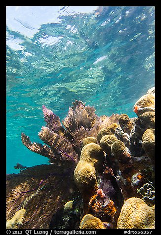 Brain and fan corals, Little Africa, Loggerhead Key. Dry Tortugas National Park (color)