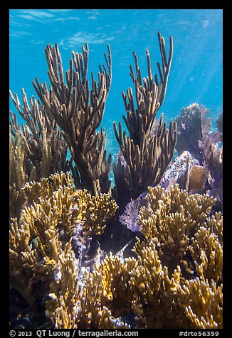 Corals, Little Africa, Loggerhead Key. Dry Tortugas National Park, Florida, USA.