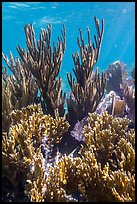 Corals, Little Africa, Loggerhead Key. Dry Tortugas National Park, Florida, USA.
