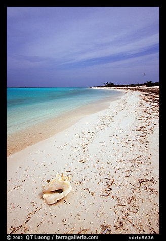 Conch shell and sandy beach on Bush Key. Dry Tortugas National Park (color)