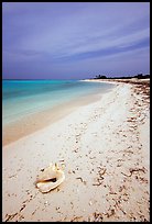 Conch shell and sandy beach on Bush Key. Dry Tortugas National Park, Florida, USA.