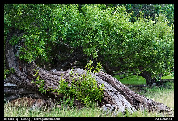 Ancient buttonwood trees inside Fort Jefferson. Dry Tortugas National Park (color)