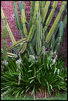 Cactus and brick walls. Dry Tortugas National Park ( color)