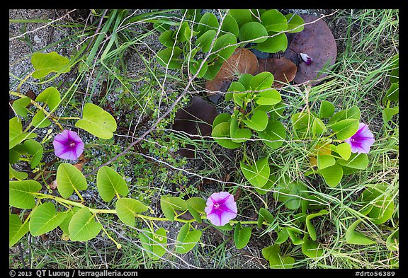 Ground view with flowers and fallen leaves, Garden Key. Dry Tortugas National Park (color)