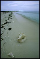 Conch shell and sand beach on Bush Key. Dry Tortugas National Park, Florida, USA.