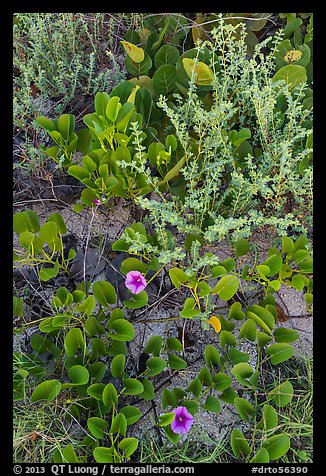 Ground vegetation, Garden Key. Dry Tortugas National Park (color)