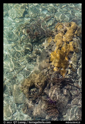 Coral underwater seen from above, Garden Key. Dry Tortugas National Park, Florida, USA.