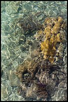 Coral underwater seen from above, Garden Key. Dry Tortugas National Park ( color)