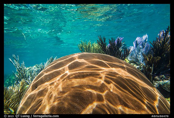 Large brain coral, Little Africa reef. Dry Tortugas National Park (color)