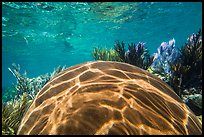Large brain coral, Little Africa reef. Dry Tortugas National Park, Florida, USA. (color)