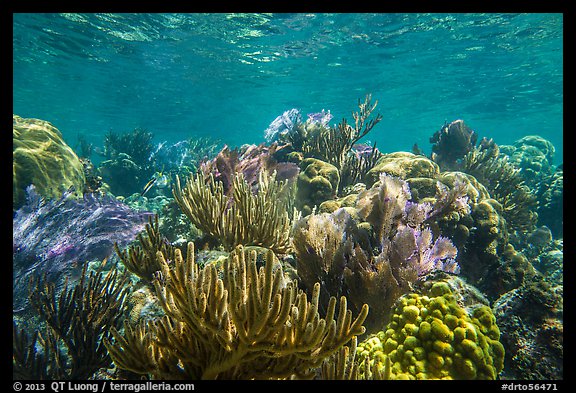 Variety of colorful corals, Little Africa reef. Dry Tortugas National Park (color)