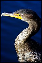Cormorant. Everglades National Park, Florida, USA. (color)