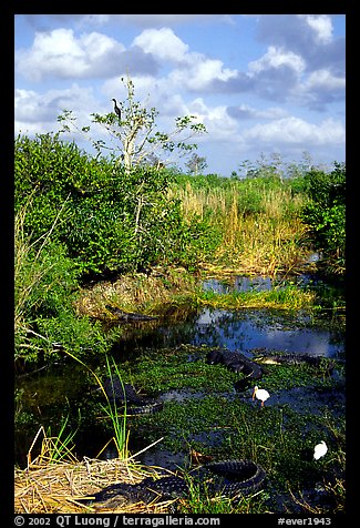 Egrets, alligators, ahinga, from the Ahinga trail. Everglades National Park (color)