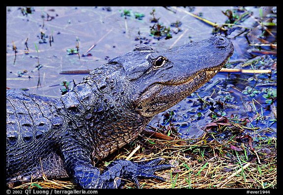 Alligator raising head. Everglades National Park (color)