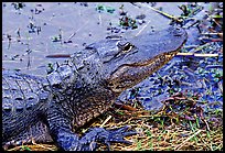 Alligator raising head. Everglades National Park, Florida, USA.