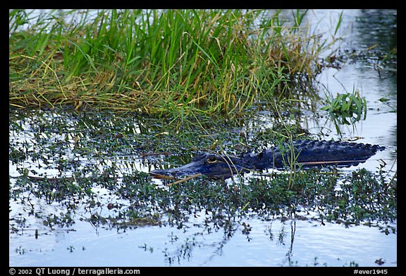 American Alligator in marsh. Everglades National Park (color)