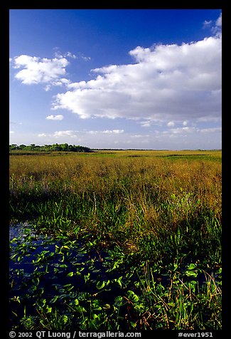 Freshwater marsh with aquatic plants and sawgrass near Ahinga trail, late afternoon. Everglades National Park (color)