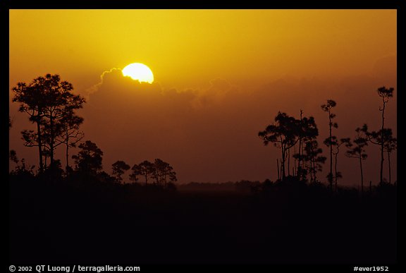 Sun emerging from behind cloud and  pine group. Everglades National Park (color)